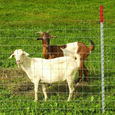 Dell'azienda agricola della capra dei cervi recinto di filo metallico la recinzione del giunto di Galvanized Wire Hinge