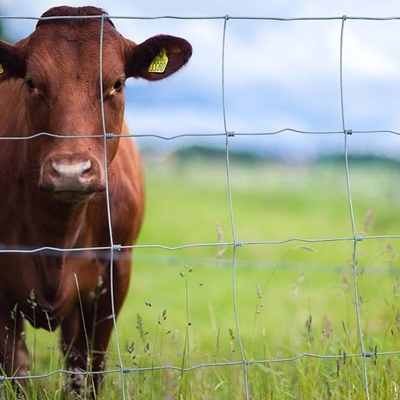 ISO9001 ha galvanizzato il bestiame che coltiva il cavo Mesh Fence 200m/Roll