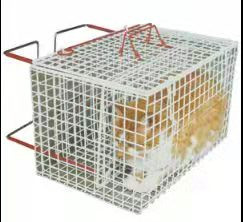 il PVC all'aperto del metallo della rete metallica di 2mm ha ricoperto la gabbia galvanizzata dell'esposizione dell'animale domestico